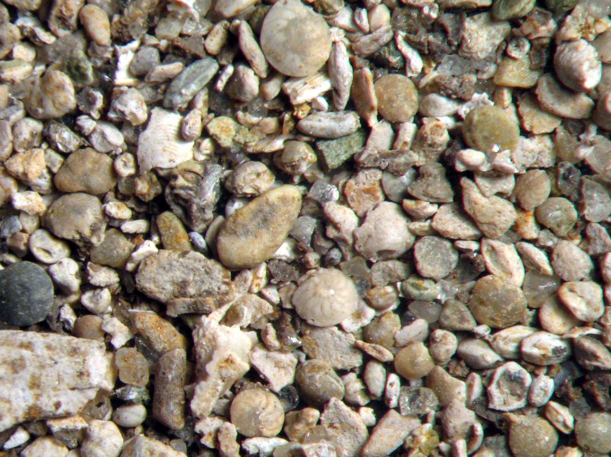 Oligocene foraminifera microfossil matrix sample Red Bluff Clay nice fossils
